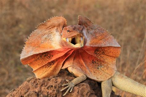  Frilled Lizard: En Liten Ödla med Ett Dramatiskt Skinnfäll!