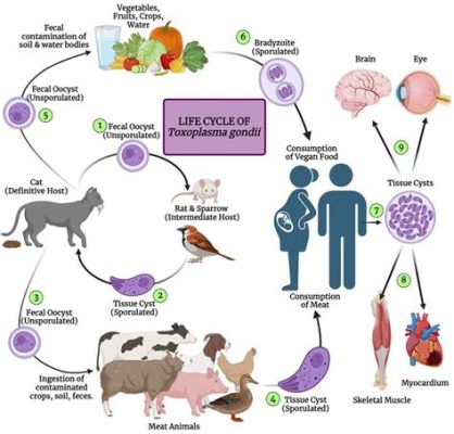  Jungle-Borne Microbe: A Look at Toxoplasma Gondii’s Life Cycle Through Its Feline Hosts