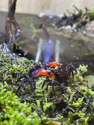  Vampire Crab - En Skräckfylld Vän Med Två Klaffande Flikor Och En Aptit För Sötheter!