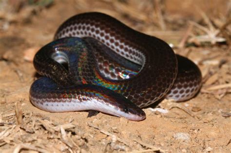  Xenopeltidae - En ödla som liknar en orm och kryper genom det lösa underlaget!