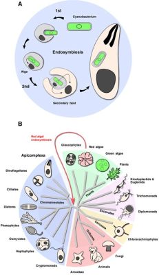  Apicomplexa! En mikroskopisk parasit med ett komplext liv