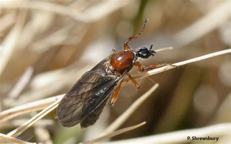  Bibionidae!  Little Black Flies That Dance Under Spring Moonlight