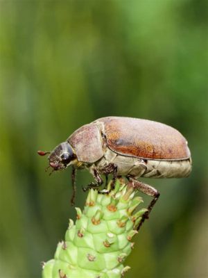  Cockchafer – En fascinerande insekt med en kärlek för fermenterad frukt och blommor som dansar i vinden!