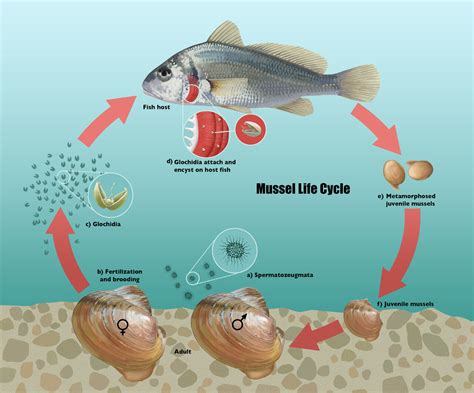  Europeiska Östers mussel: En sötvattens bivalv som lever i symbios med mikroalger!