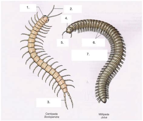  Kulting! En Myriapod med Kvävande Vackra Ben