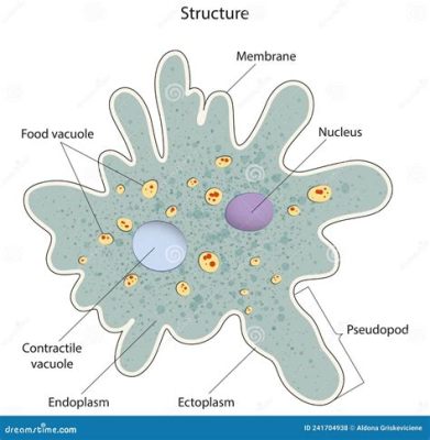  Naked Amoeba! Discover a Single-Celled Superstar that Can Change Shape and Devour its Prey