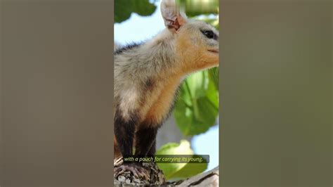  Opossum! En mystisk och överraskande natten-aktiv marsupial med en unik överlevnadsinstinkt