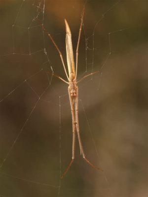  Quadrilateral Spider: En Kryptisk Varelse Med Fyrkantigt Bakkropp och Mycket Snabba Reflexer!