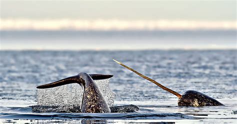  Någon som känner en Narwhal? Den mystiska tandvalen med ett horn av unik struktur!