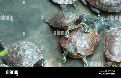  Terrapin: En fascinerande reptil som simmar runt och solades i det varma solljuset!