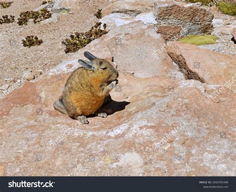 Viscacha - En fascinerande gnagare som både gräver och hoppar i de höga Andernas berg!