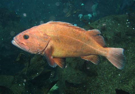  Yelloweye Rockfish – En undervattenssensation med ett imponerande intelligens- och försiktighetsliv!